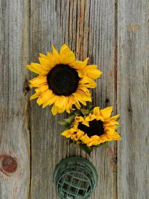 SUNFLOWERS